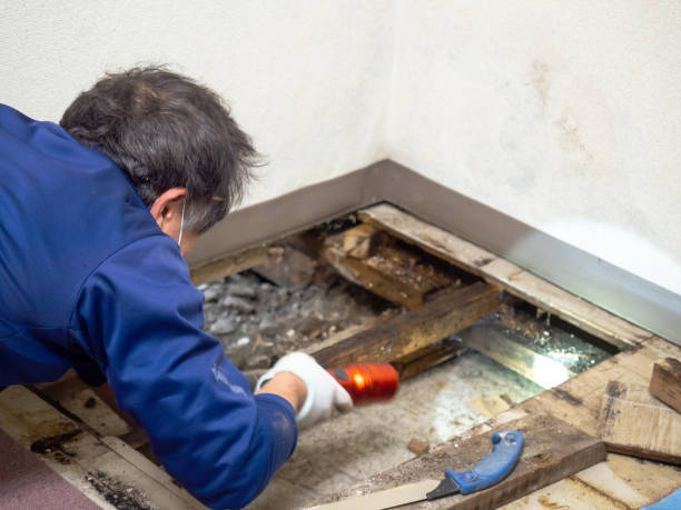 Best White Mold Remediation in Newark, CA