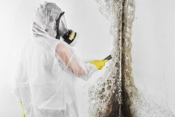 Best Emergency Mold Remediation in Newark, CA