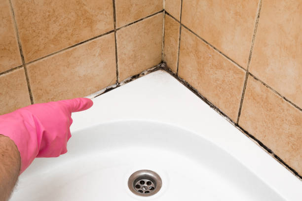 Best Mold Testing and Inspection Services in Newark, CA